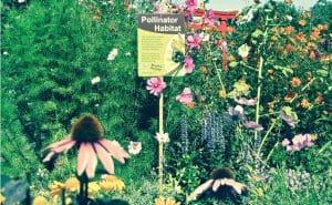 How to Make a Pollinator Garden