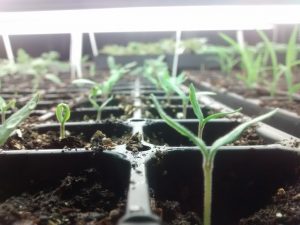 Seedlings in tray