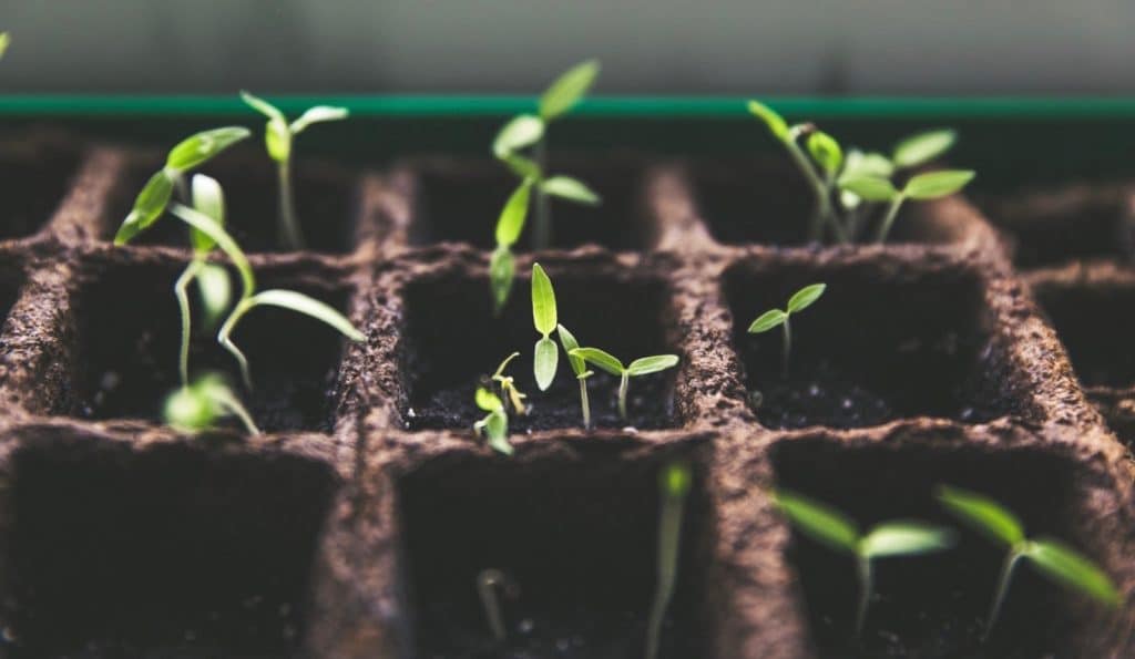 What Does a Community Garden Grow