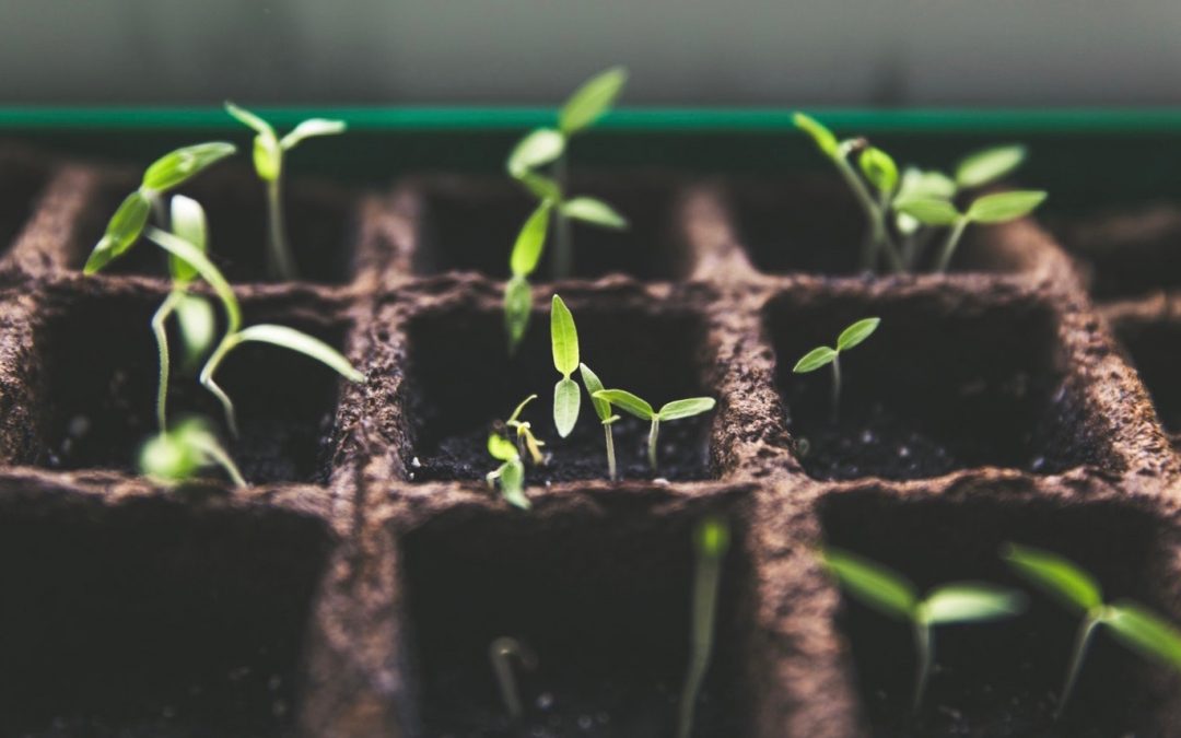 What Does a Community Garden Grow, Besides Food?