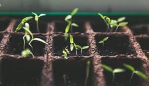 What Does a Community Garden Grow