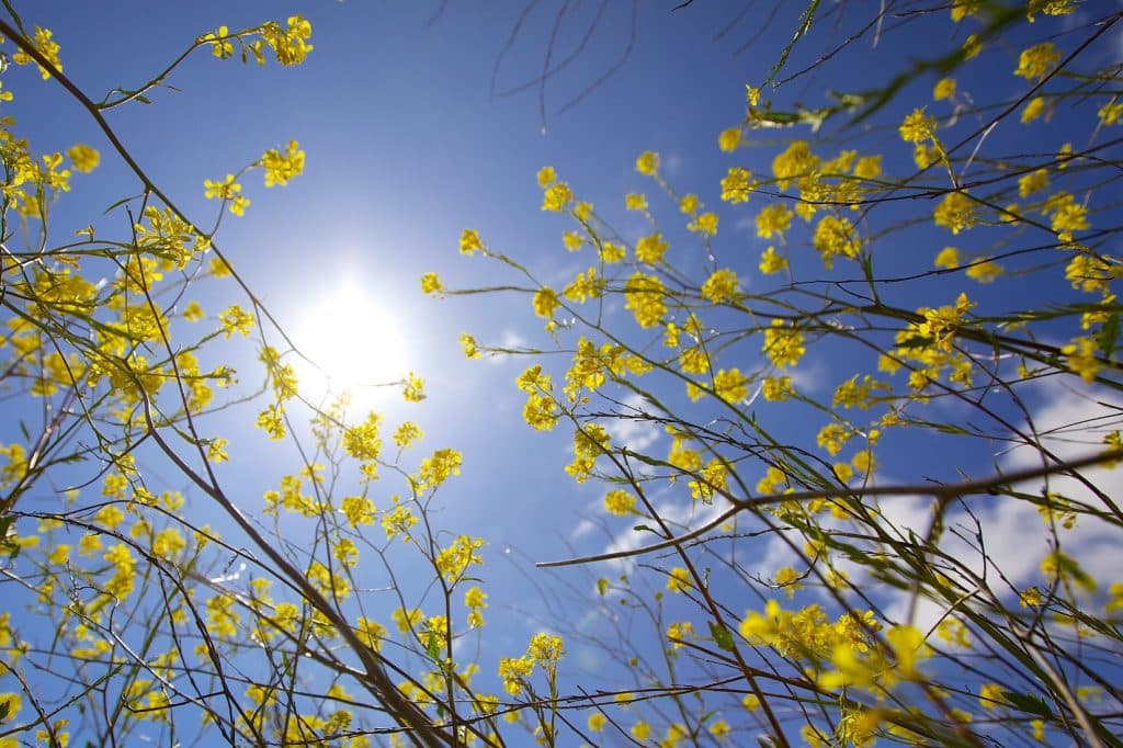 Yellow flowers against the sun