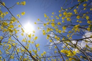 Yellow flowers against the sun