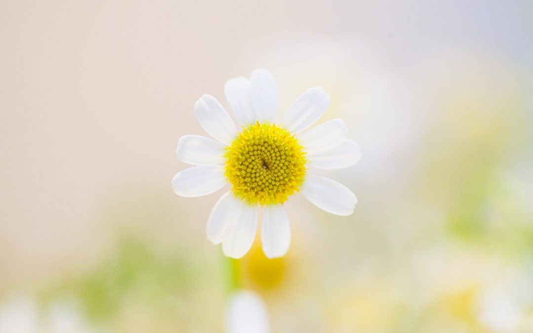 How Spring Cleaning Recycling Can Contribute to Your Community Garden