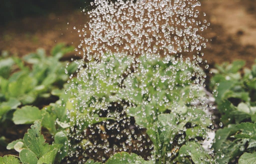 How to Water a Community Garden