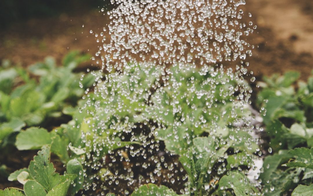 How to Water a Community Garden in a Summer of Short Supply