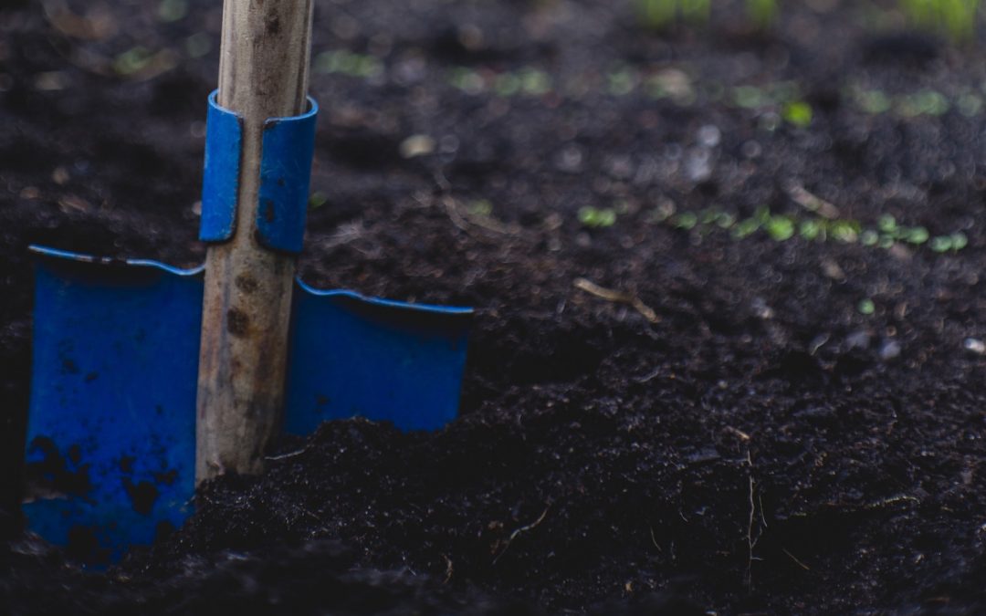 6 Great School Garden Examples to Inspire Your Own