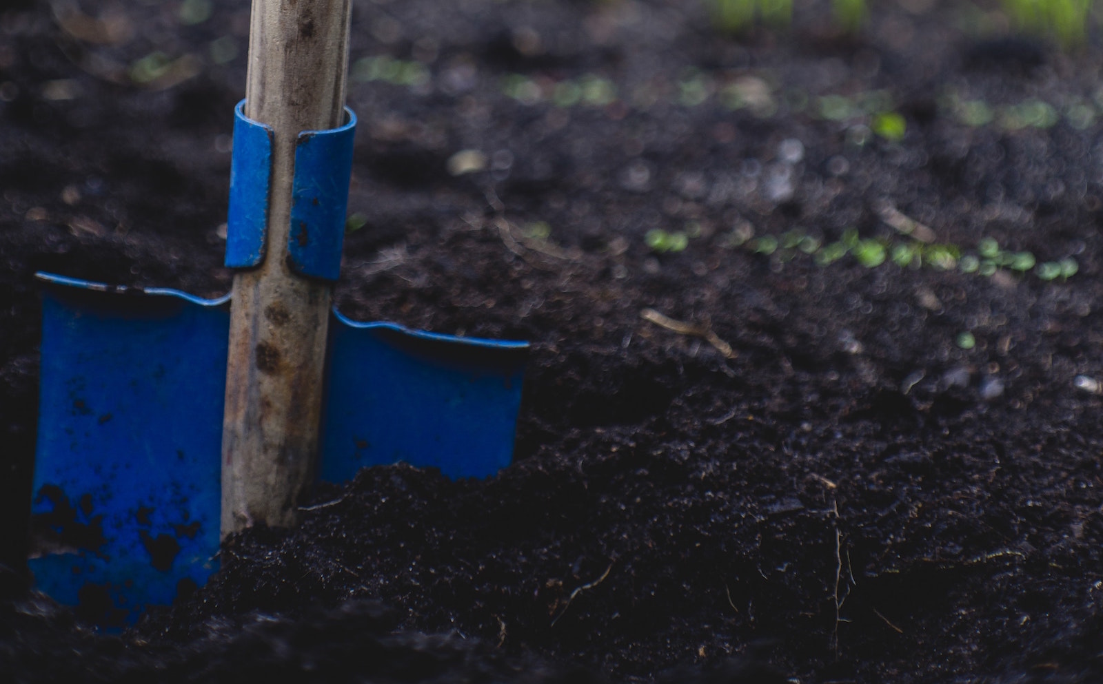 School Garden Examples