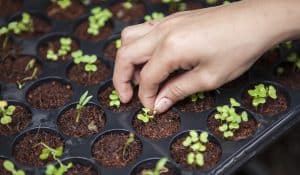 School Garden Examples