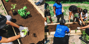 School Garden Examples