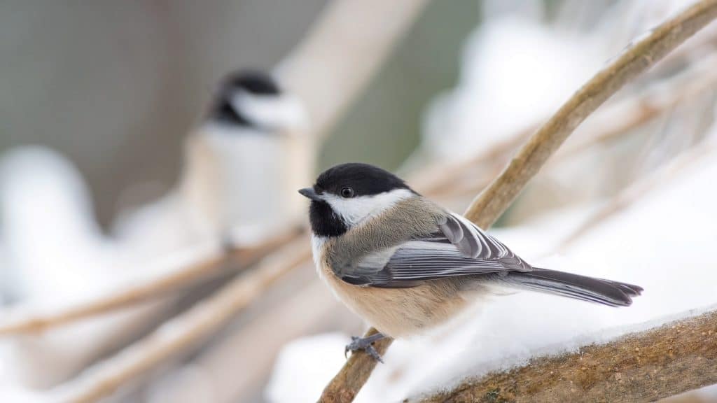Outdoor Learning Winter Activities Kids Can Do From Home