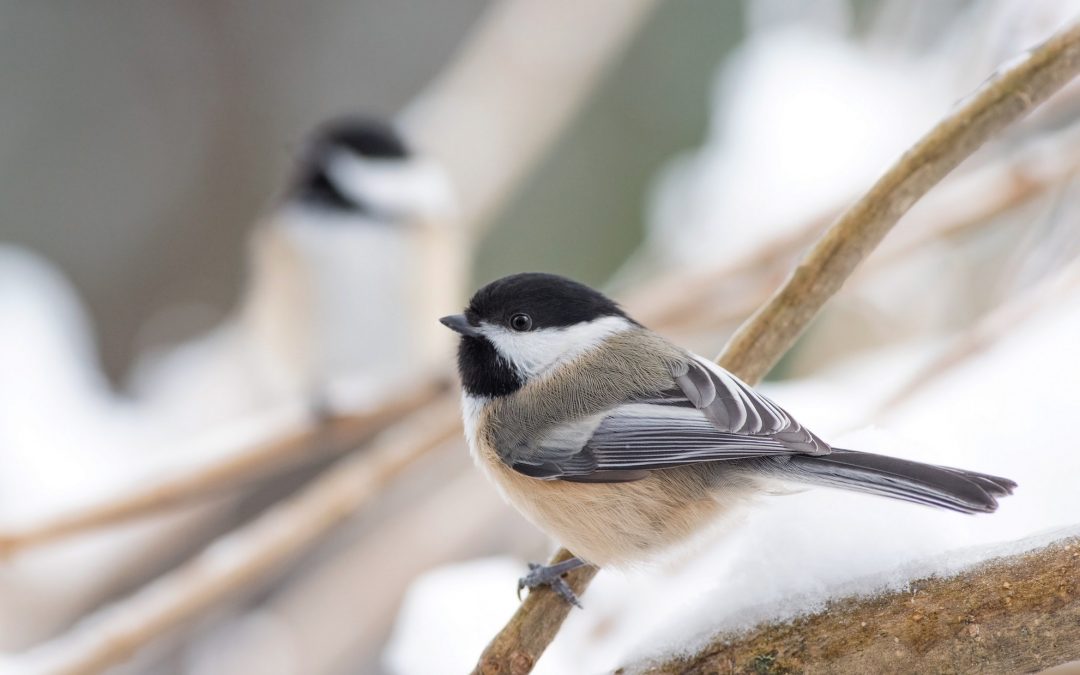 Outdoor Learning Activities Your Kids Can Do at Home This Winter Break