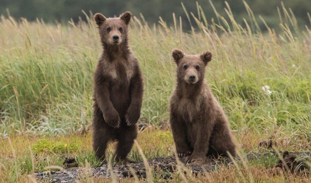 How to Celebrate World Wildlife Day