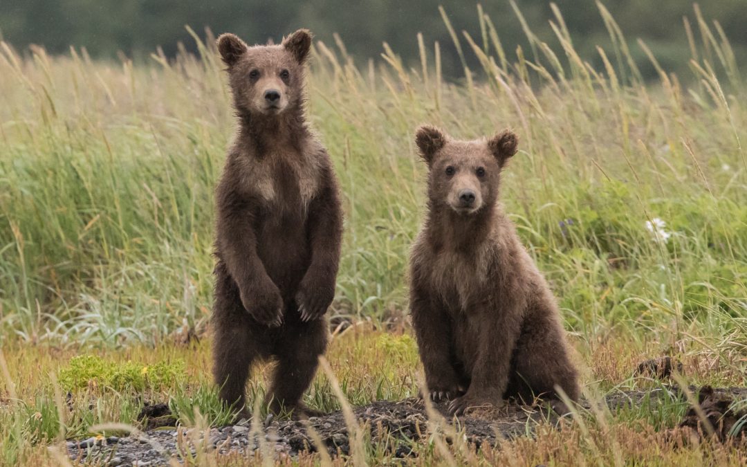 How to Celebrate World Wildlife Day With Your Kids