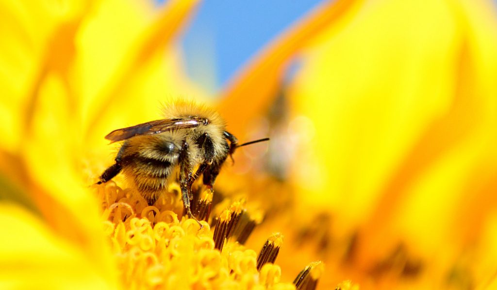 How to Celebrate World Bee Day