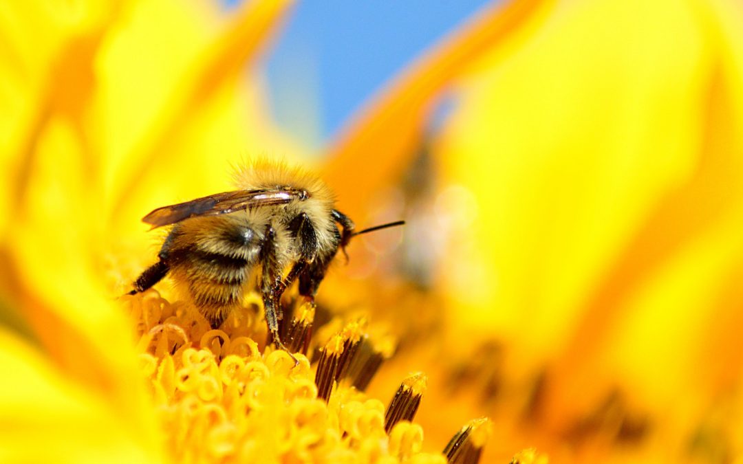 How to Celebrate World Bee Day