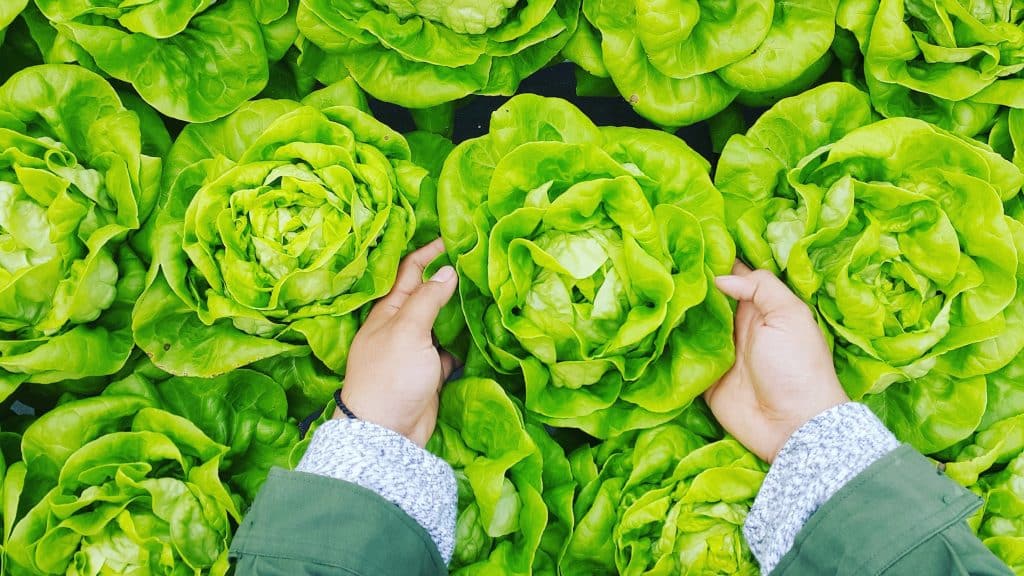 How to Celebrate Organic Week