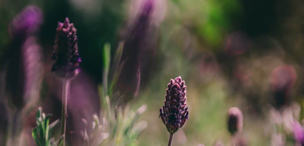 naturopathy
