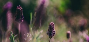 naturopathy