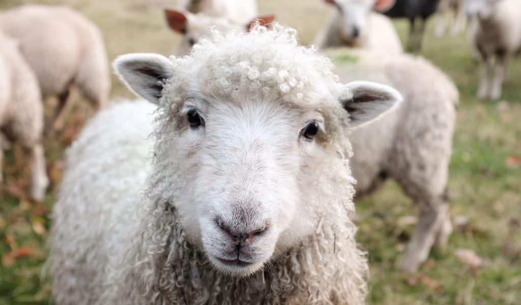 Be Kind to Animals Week 2020