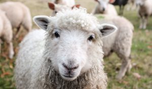 Be Kind to Animals Week 2020