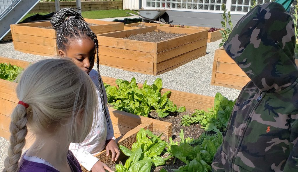 Deer Lake School Garden - A Budding Success