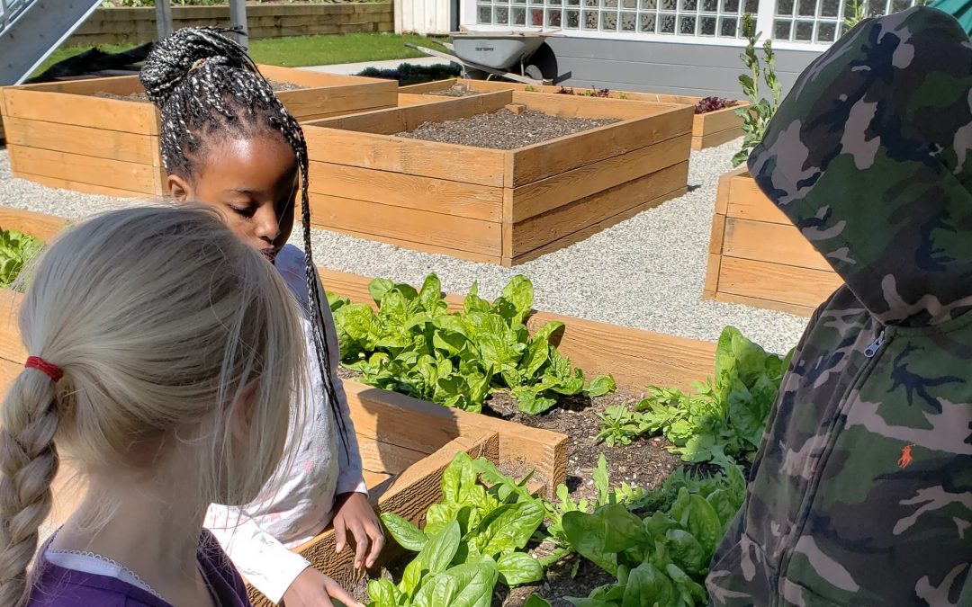 Deer Lake School Garden – A Budding Success