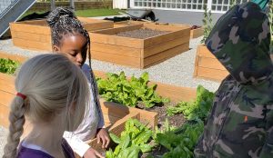Deer Lake School Garden - A Budding Success