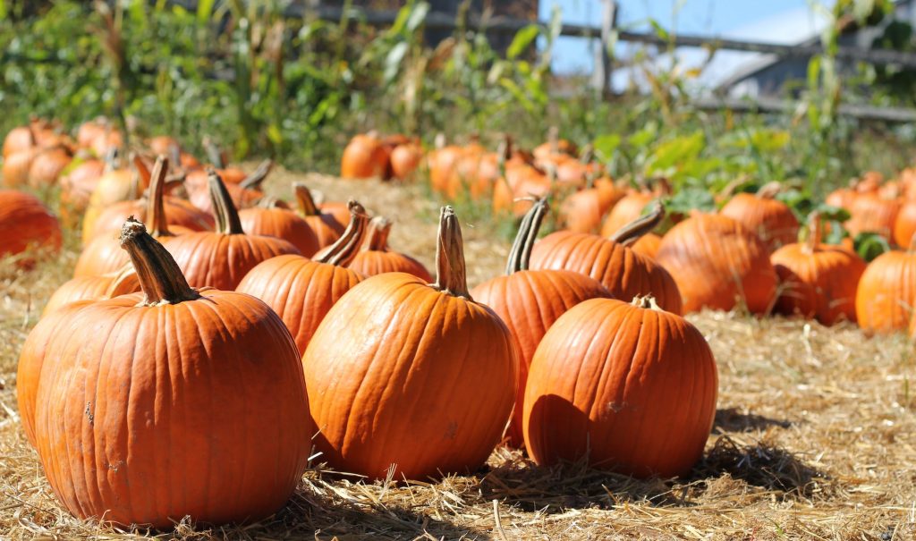 What Can You Use Pumpkins For