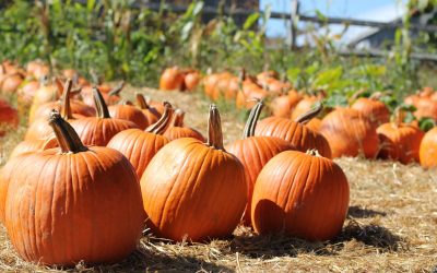 Pollinators to Attract to Your Pumpkin Patch