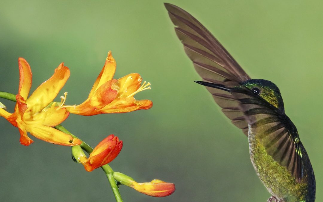 Top 10 Coolest Wildlife Pollinators for Kids to Discover