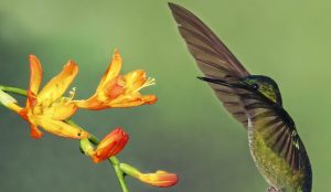 Top Ten Coolest Pollinators - Hummingbird