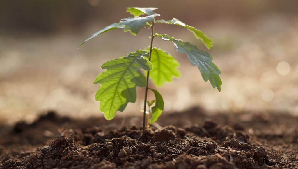 Celebrating Earth Day 2021