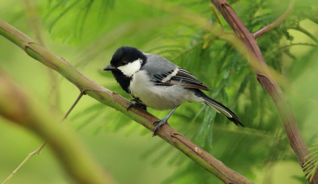 Garden Design to Attract Birds