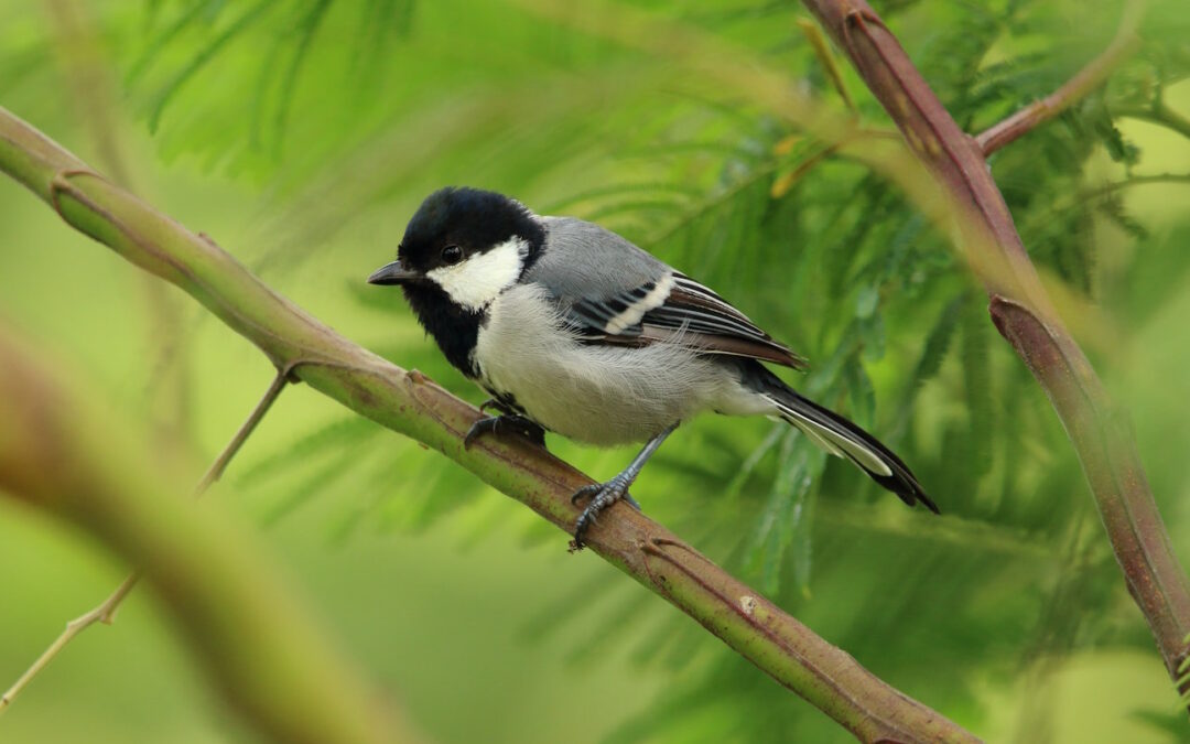 Garden Design to Attract Birds