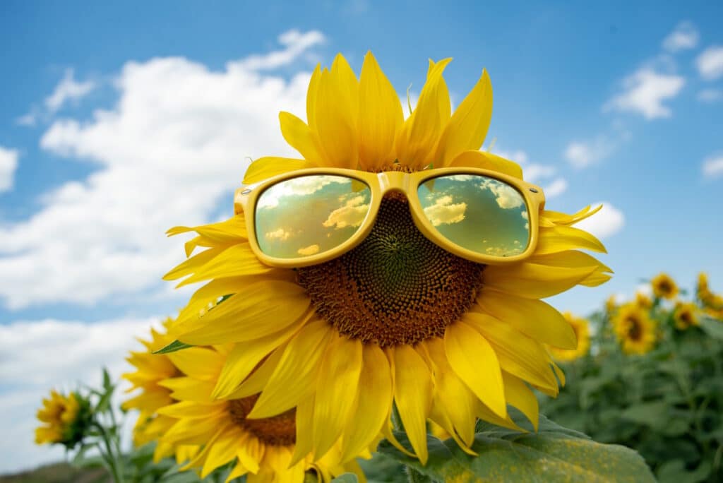 How to Plant a Drought Resistant Garden