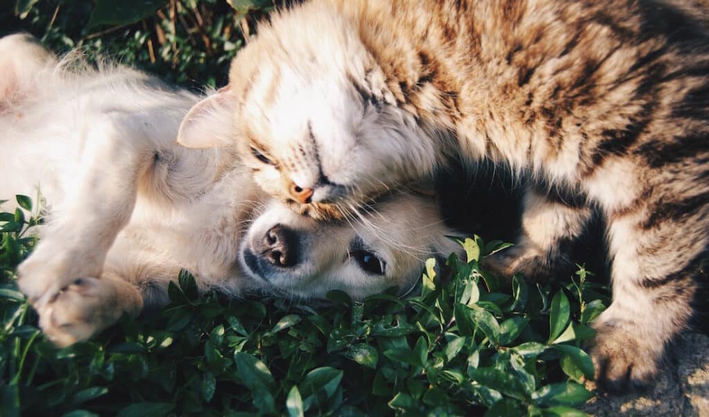 Garden Design for Dogs