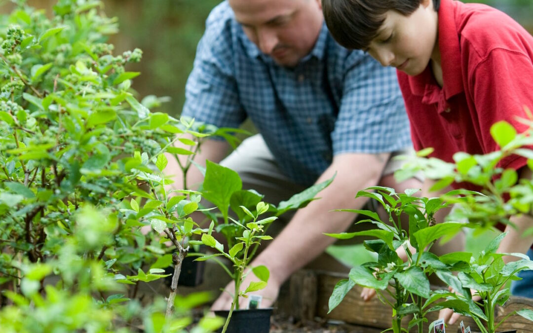 The Importance of Growing Your Own Family Food Garden