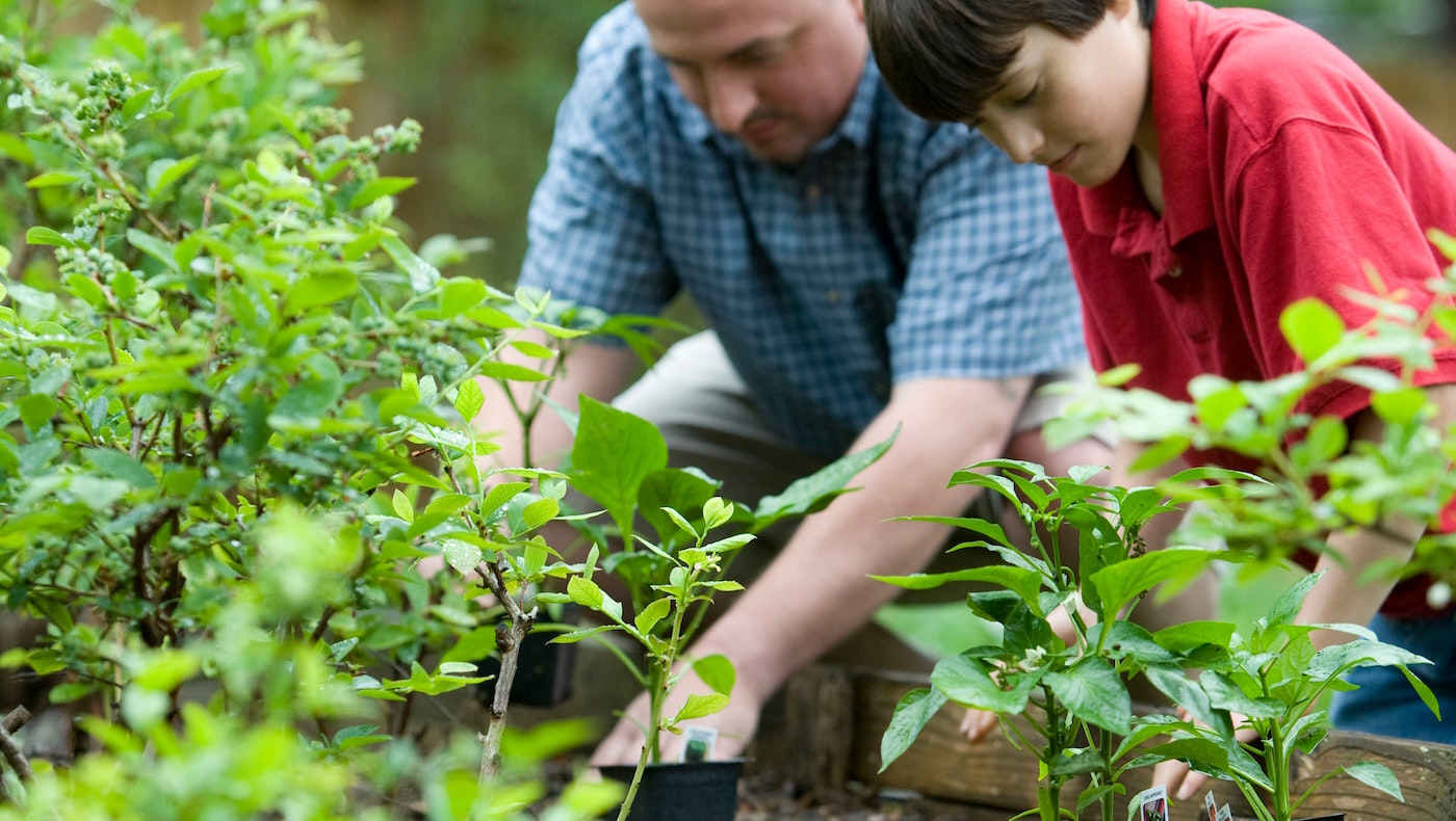 The Importance of Growing Your Own Family Food Garden