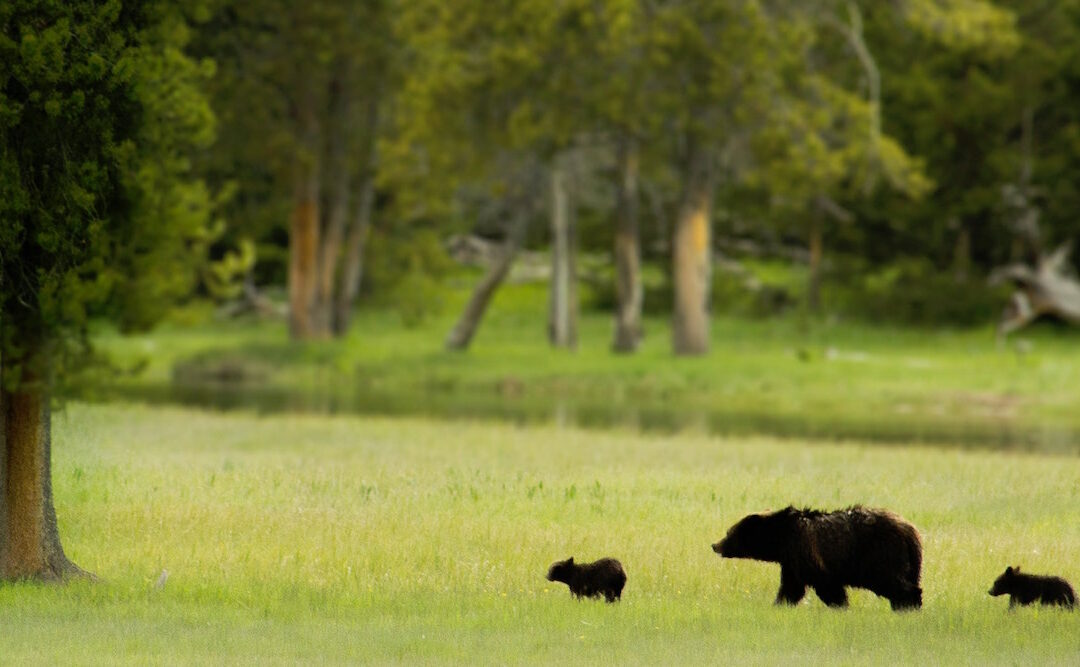 How to Keep Wild Animals Out of Your Garden