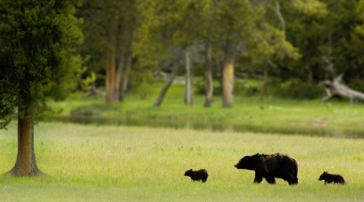 How to Keep Wild Animals Out of Your Garden