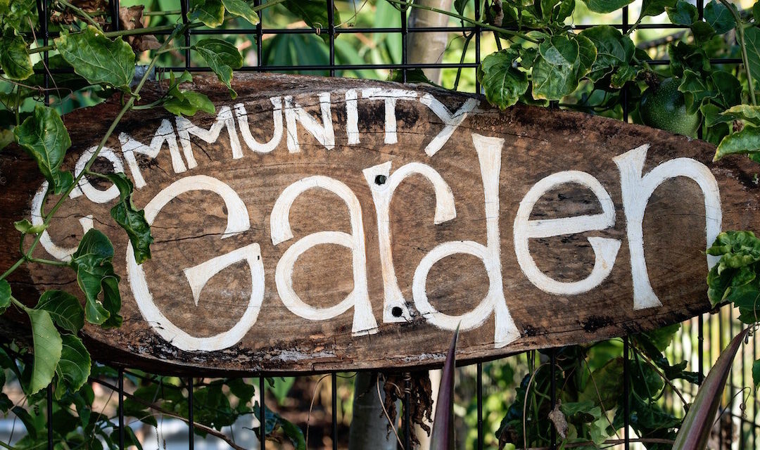 Why Visit Community Gardens on Summer Vacation