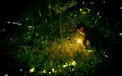 How to Attract Fireflies to Your Garden
