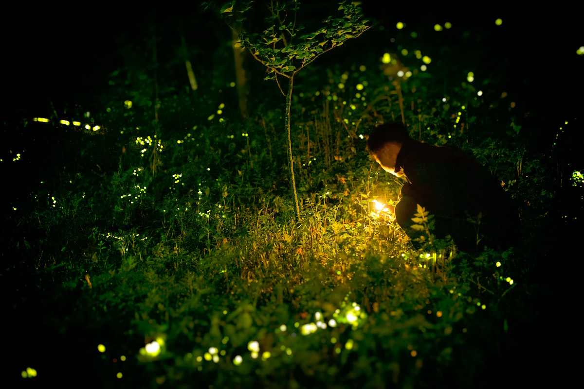 How to Attract Fireflies to Your Garden Canada
