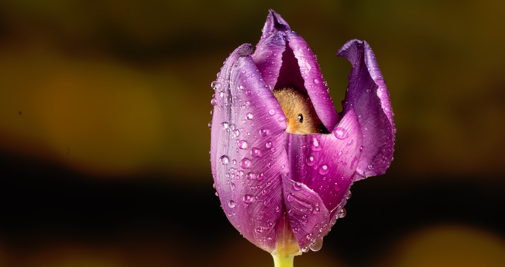 Nighttime Pollinator