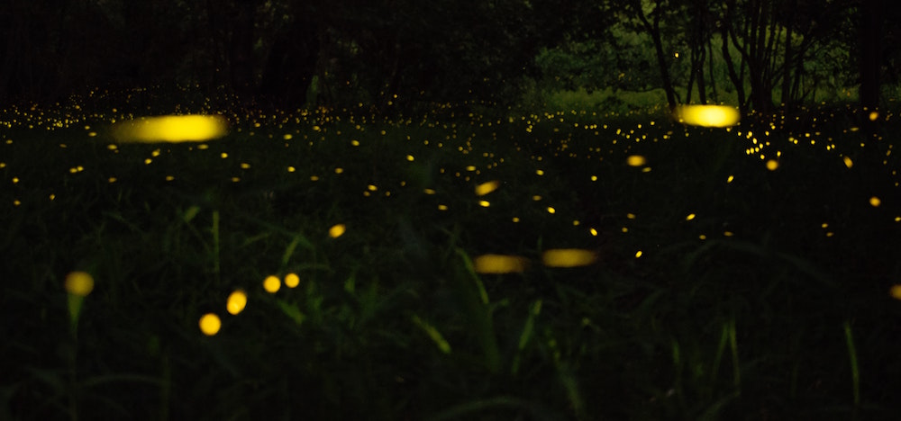 Nighttime Pollinators