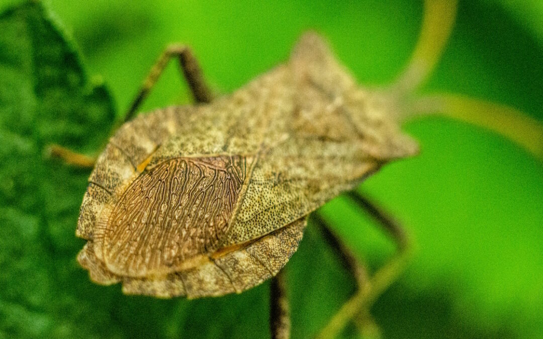 What to Do About Those Stinky Stink Bugs in Your Garden