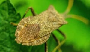 How Do You Keep Stink Bugs Out of Your Garden
