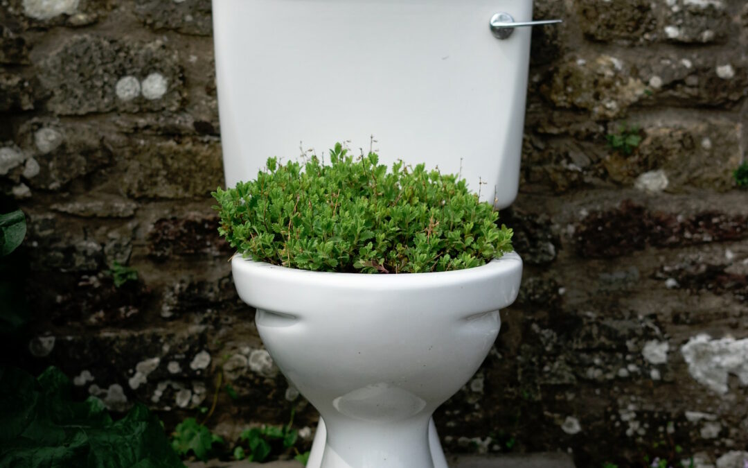 How to Celebrate…World Toilet Day?