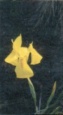 Moraea huttonii